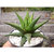 PuspitaNursery Aloe Vera Live Medicinal Plant Fresh  Healthy.