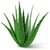 PuspitaNursery Aloe Vera Live Medicinal Plant Fresh  Healthy.