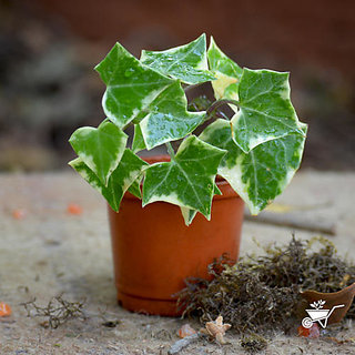Puspita Nursery English Ivy Live Air Purifying Indoor Plant for Decoration of Loving Space with Best Looking Leaves.