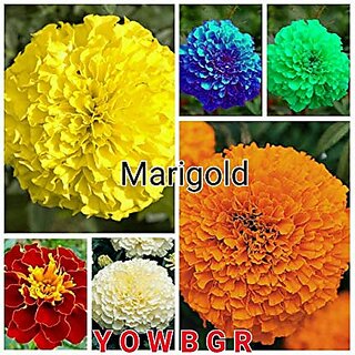 Buy Marigold Flower Seeds Combo - Blue, Red, Pink, White, Yellow (All Seeds  Mixed 100 Seeds). Online @ 149 from ShopClues