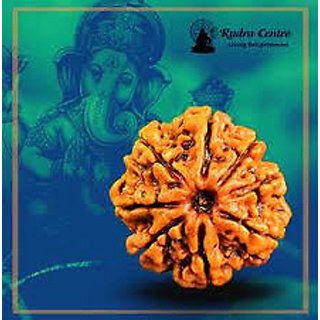 Original Very rare 8 Mukhi ( Eight Face rudraksh ) Rudraksha Lab Certified