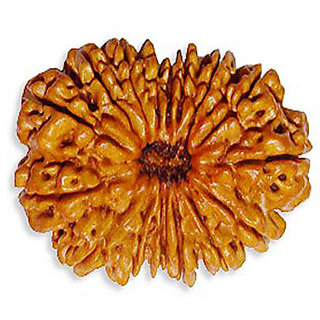 14 mukhi Rudraksha Beads, 14 mukhi Nepali Rudraksha