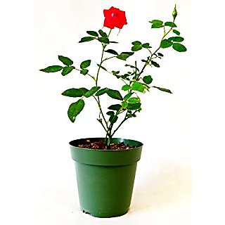 Live Red Rose Plant without Pot healthy  Fresh Nice Looking uses indoor or outdoor