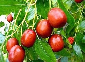 Puspita Nursery Apple Ber Thailand Variety Fruit Known as The Indian Jujube or Chinese Date, Sweet, Crispy and Juicy (Gr.