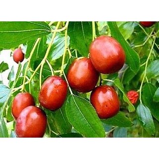 Puspita Nursery Apple Ber Thailand Variety Fruit Known as The Indian Jujube or Chinese Date, Sweet, Crispy and Juicy (Gr.