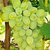 Puspita Nursery Sweet Grapes Live Fruit Plant All Weather Adjustable Hybrid Plant for All Over India.