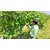 Puspita Nursery Sweet Grapes Live Fruit Plant All Weather Adjustable Hybrid Plant for All Over India.