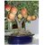 apple bonsai tree seeds bonsai 10 per packet