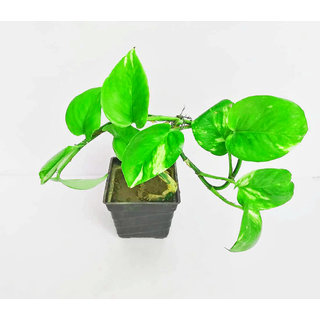 Raj Garden Plants Money Plant,Dhanlaxmi Plant, Golden Pothos Scindapsus Aures Plant