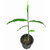 Raj Garden Plants Cardamom Live, Chhoti Elachi Illaichi, Choti Ilaychi, Hari Ilyachi Plant