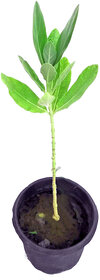 Raj Garden Plants Safed Aak Live Plant, Calotropis Gigantea, Madar, Swetark Live Plant