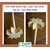 Tausif Creation New Dal/Lassi/Dahi Ghol Ghotni (for Any Liquid Hand Mixer) 100 Wooden Made