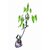 Raj Garden Plants Bay Leaf, Tejpatta Spice Plant,   Live Plant , Bay Leaves plant