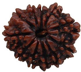 11 Mukhi Rudraksha Beads Original  Certified  Shiv Shakti Beads CEYLONMINE.