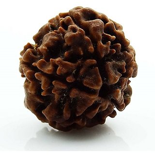 Rudraksha Beads 5 Face  Original  Certified  Shiv Shakti Beads CEYLONMINE
