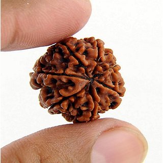 Certified  Natural 7 Mukhi /Face Rudraksha Beads By CEYLONMINE