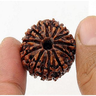 Original   Certified Moksha Shiv Shakti Beads 11 Mukhhi Rudraksha  By CEYLONMINE