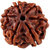 Original Beads 6 Mukhi/Face Rudraksha Lab Certified Shiv  Beads BY CEYLONMINE