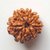 Certified Natural 7 Mukhi Face Rudraksha Beads By Ceylonmine