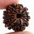 Certified 11Mukhi/Face Rudraksha Beads Original  Certified  Beads  CEYLONMINE