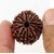 Original   Certified Moksha Shiv Shakti Beads 11 Mukhhi Rudraksha  By CEYLONMINE