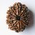 Certified  Natural 12 Mukhi /Face Rudraksha Beads By CEYLONMINE