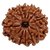 Original  Natural Rudraksha Beads (Shiv Shakti) 12 Face /Mukhi Rudraksha By CEYLONMINE