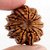 Certified  Natural 12 Mukhi /Face Rudraksha Beads By CEYLONMINE