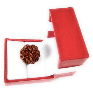 6 Mukhi Rudraksha (6 Face Beads)