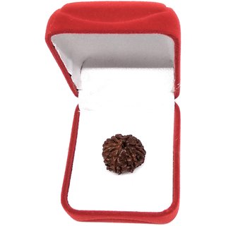 8 Mukhi Rudraksha (8 Face Beads)
