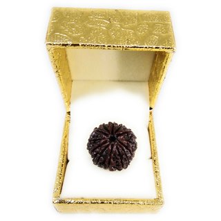 13 Mukhi Rudraksha (13 Face Beads)