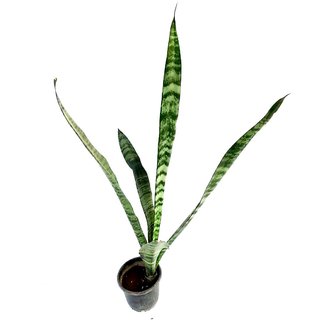 Raj Garden Plants Good Luck Green Variegated Indoor Air-refresher Snake Plant