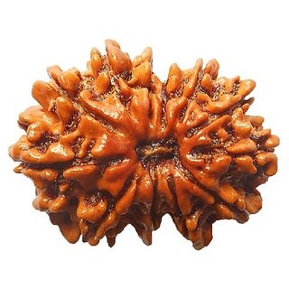 Lab Certified  12 Mukhi/Twelve Face Rudraksha Beads BY CEYLONMNE