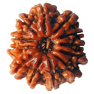 100 Original  And Lab Certified 12 Mukhi /Face Rudraksha Beads By CEYLONMINE