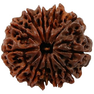 100 Original  And Lab Certified 12 Mukhi /Face Rudraksha Beads By CEYLONMINE