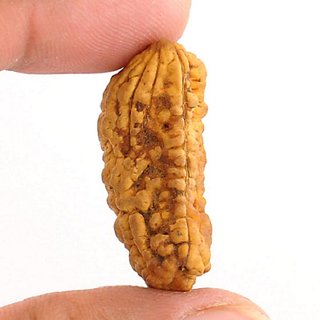 Shiv Shakti Beads Original  Lab Certified 1/One  Mukhi Rudraksha Beads By CEYLONMINE