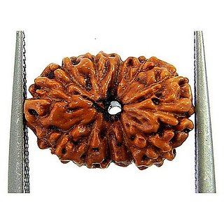12 Face/Mukhi Rudraksha Natural  Lab Certified 12 Face Shiv Shakti Beads For Unisex BY CEYLONMINE