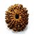 100 Original  And Lab Certified 12 Mukhi /Face Rudraksha Beads By CEYLONMINE