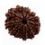 12 Facemukhi Rudraksha Natural 12 Face Shiv Shakti Beads For