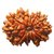 Lab Certified  12 Mukhi/Twelve Face Rudraksha Beads BY CEYLONMNE