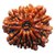 Shiv Shakti Rudraksha  Beads 12 Face Rudraksha Beads For Astrological Purpose By CEYLONMINE