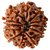 Lab Certified  12 Mukhi/Twelve Face Rudraksha Beads BY CEYLONMNE