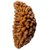 One Mukhiface Natural Rudraksha Beads By Ceylonmine