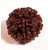 1 Mukhi Rudraksha Beads Original  Certified Beads For Unisex By CEYLONMINE
