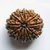 Shiv Shakti Rudraksha  Beads 12 Face Rudraksha Beads For Astrological Purpose By CEYLONMINE