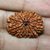 CEYLONMINE - Lab Certified Shiv Shakti (Moksha) Beads 12 Mukhi Original Rudraksha Beads For Astrological Purpose