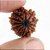 Rudraksha Beads 12 Face Original  Certified Shiv Shakti Beads Rudraksha By CEYLONMINE