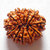 Original  Certified Moksha Shiv Beads 12 Face Rudraksha BY CEYLONMINE