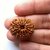 Rudraksha Beads 12 Face Certified Shiv Shakti Beads Rudraksha By